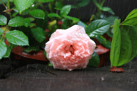粉色水背景雨中的月季gif高清图片