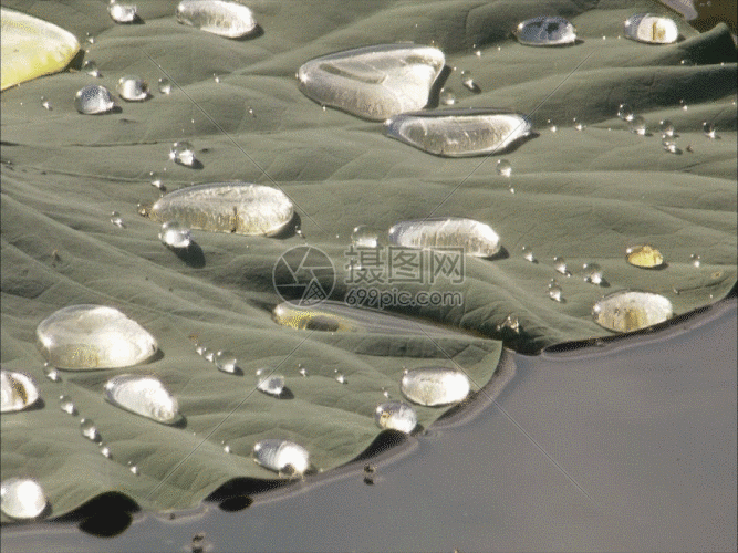 荷叶上的水珠gif