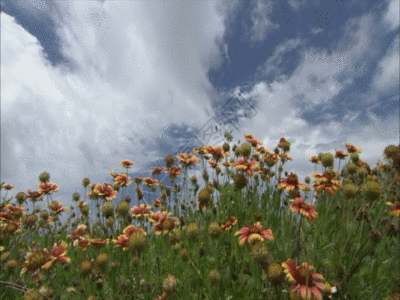 花朵特写花海GIF高清图片