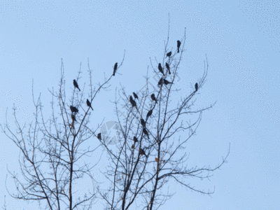 树枝上的小鸟GIF图片