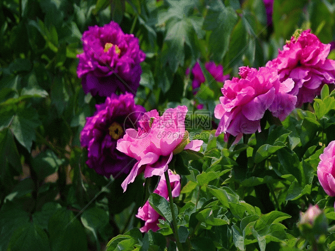 该gif动态图片标题为美丽牡丹花gif,编号:401361262,格式:gif,体积:0