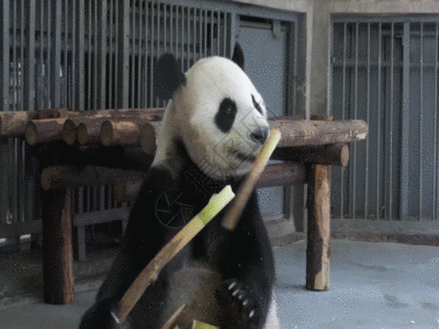 动物园大熊猫 吃竹子GIF图片