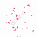 粉色花瓣gif图片