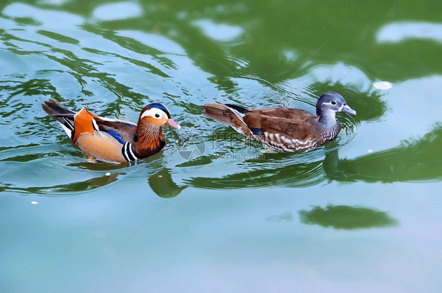 一对深爱的鸳鸯水中游gif动图图片-正版gif素材401371033-摄图网