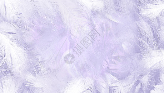 清新衣服紫色羽毛背景设计图片
