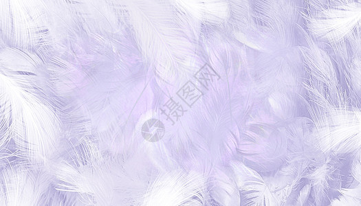 紫色羽毛背景图片