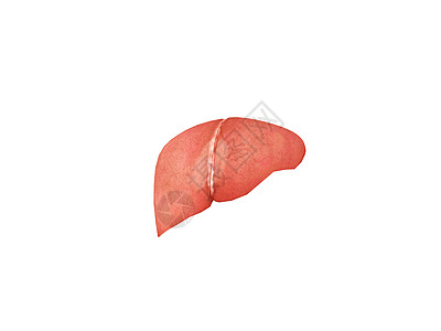 3d人体肝脏模型图片