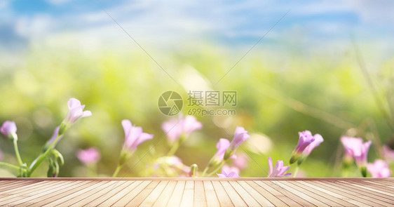 夏天鲜花背景图片