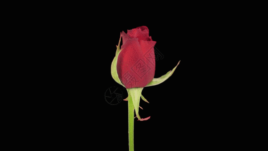 玫瑰花卉红色玫瑰生长GIF高清图片