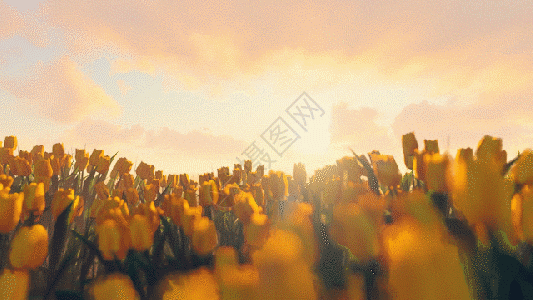 黄色郁金香花海三维风光gif图片