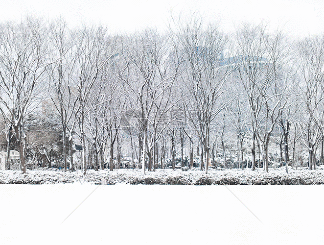 雪松gif动图动图图片 正版gif素材 摄图网 雪松gif动图动图图片 正版gif素材 摄图网