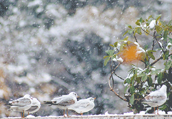 雪里的西伯利亚海鸥gif动图