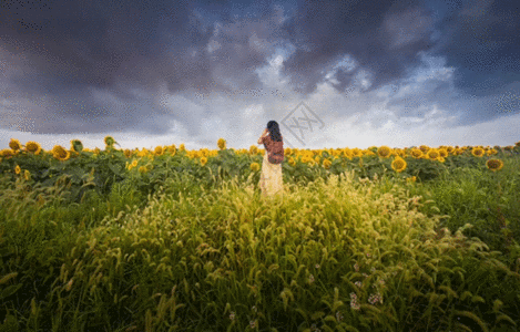 喷绘写真向日葵花丛中的美女背影gif动图高清图片