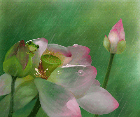 夏天雨中荷花插画gif动图