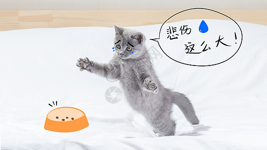 猫咪没猫粮悲伤那么大图片