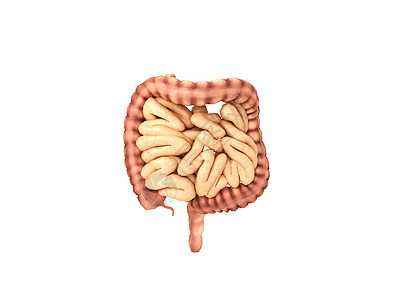大肠人体器官肠设计图片