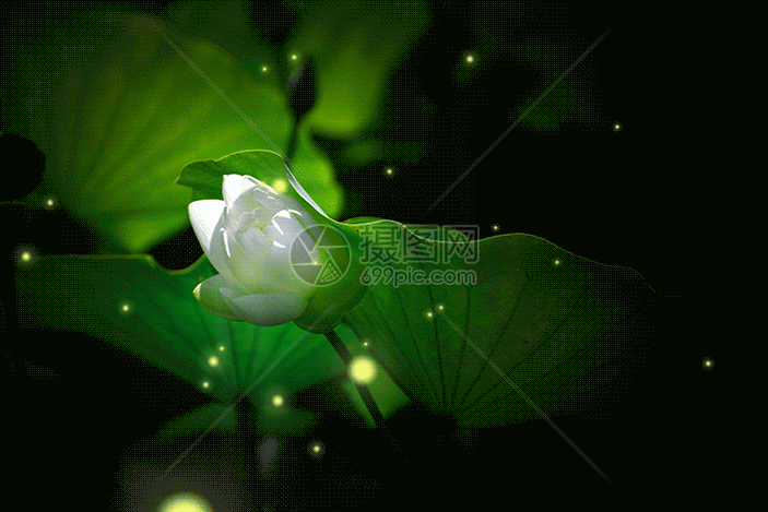 荷花gif动图动图图片-正版gif素材401423608-摄图网