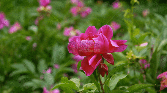 芍药月季牡丹花朵GIF图片