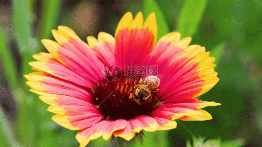 实拍菊花与蜜蜂GIF图片