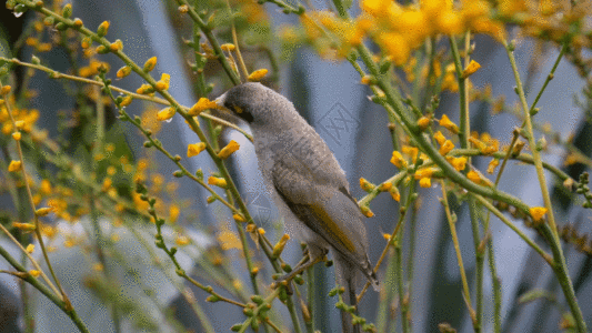 花从中的鸟GIF图片