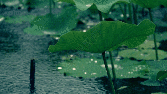 荷叶雨滴GIF图片