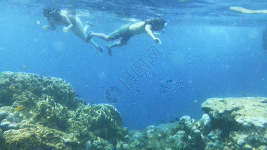 海洋潜水潜水GIF高清图片