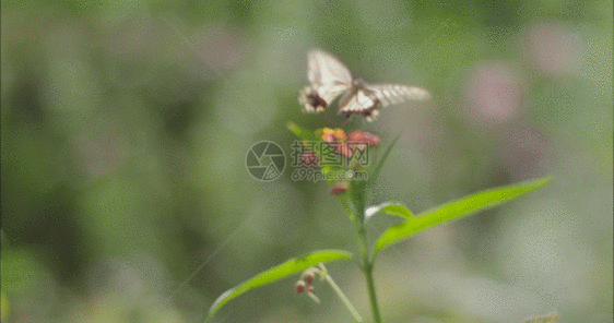 蝴蝶花高速摄影GIF图片