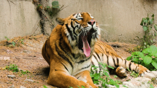 张开嘴的老虎GIF图片