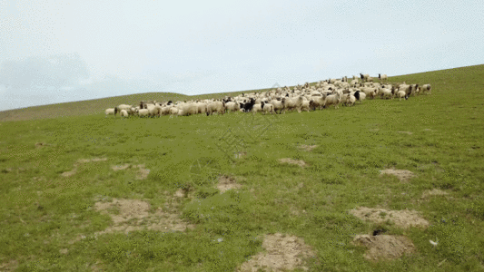 羊群草地GIF图片