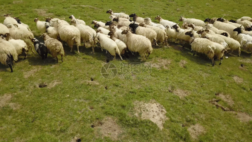 羊群草地gif动图图片 正版gif素材 摄图网 羊群草地gif动图图片 正版gif素材 摄图网