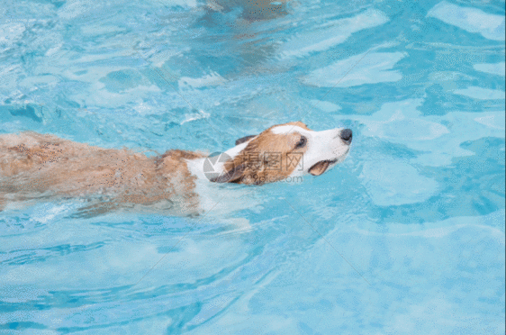 狗狗游泳gif图片