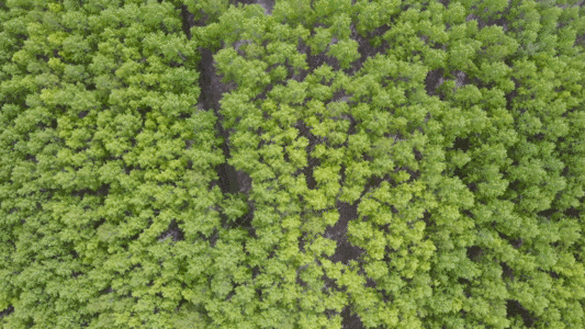 新疆天山自然森林航拍gif图片素材