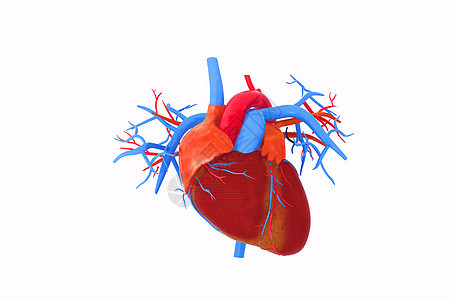3d心脏模型图片