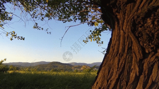 夏天树木GIF图片