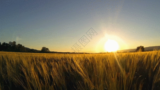 农田小麦GIF图片