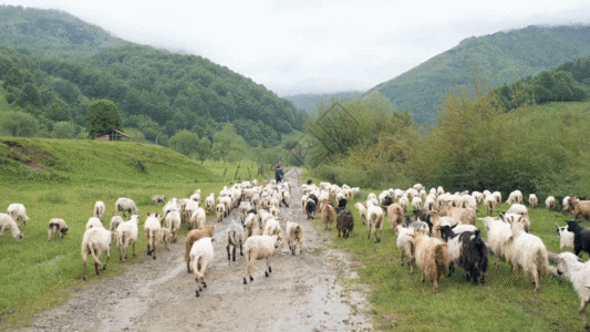 羊群GIF图片