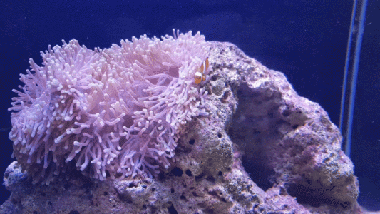 海葵珊瑚水族馆观赏鱼GIF高清图片