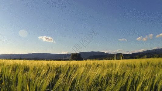农场小麦GIF图片