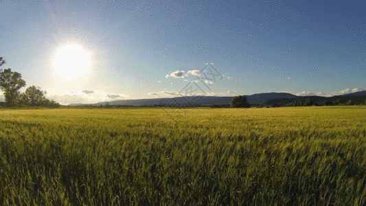 小麦农场农业小麦GIF高清图片