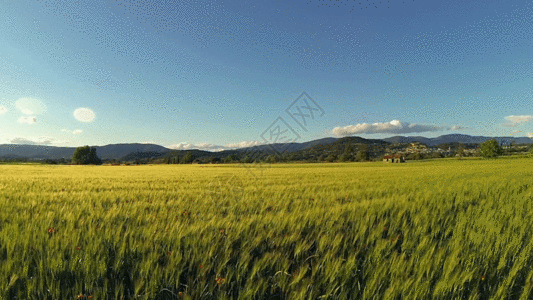 小麦农场蓝天白云下的农场GIF高清图片