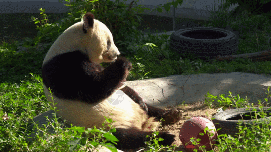 可爱的熊猫国家一级保护动物熊猫GIF高清图片