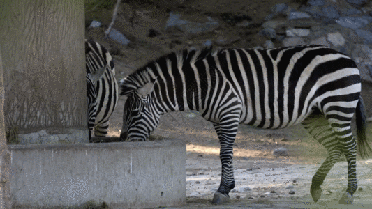 非洲斑马GIF高清图片