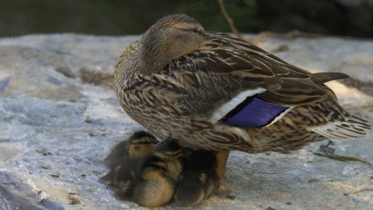端着盘子的母亲鸭妈妈护着小鸭宝宝GIF高清图片
