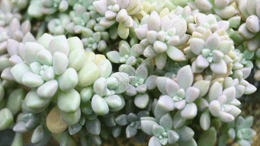 白色室内室内植物GIF高清图片