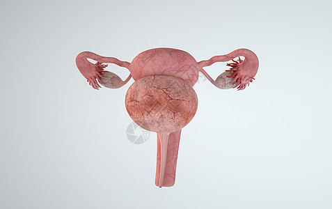 3d人体器官卵巢模型图片
