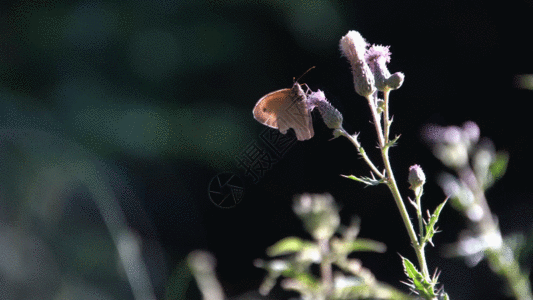 花丛中的蝴蝶GIF图片