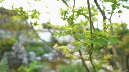 摆动的枫叶GIF图片