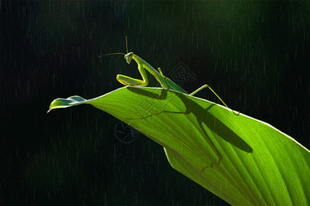 微距动物螳螂gif高清图片