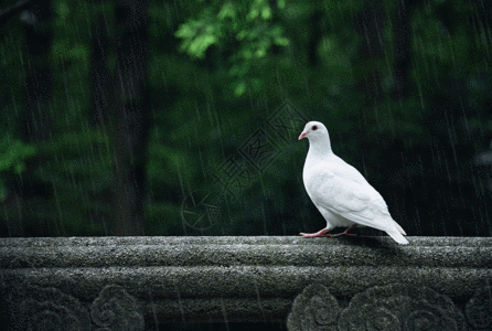 窗台下雨动物鸽子gif高清图片