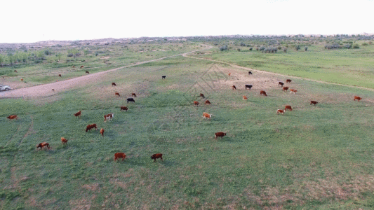 奶牛吃草沙漠草原马儿GIF高清图片